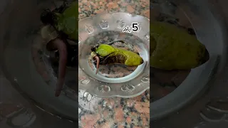 زراعت المانجو 5 ايام Explore اكسبلور نباتات علوم الزراعه زراعة 