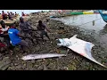 Download Lagu You Won't Believe the Size of This Manta Ray Caught 🇬🇭 #fyp