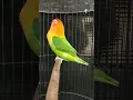Download Lagu Lovebird Biola Fighter, cocok untuk pancingan Lovebird Fighter