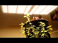 Spider Farmer SF2000 LED Indoor Grow Light Review