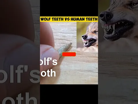 WOLF TEETH VS HUMAN TEETH