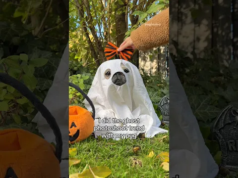 Doing the VIRAL ghost PHOTOSHOOT with my pug 👻🎃 #pug #dog #shorts