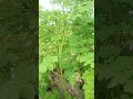 Download Lagu Daun kelor... #nature #garden #semangatberkebunkarenaberkebunsangatmenyengkan #villagelife