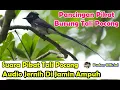 Download Lagu SUARA PIKAT - PANCINGAN SUARA PIKAT BURUNG TALI POCONG SUARA JERNIH DIJAMIN AMPUH