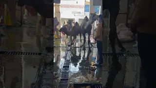 جمل دا بهدل الدنيا في المدبح                                          المصحف         المصحف  الرحم دندنها