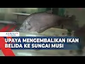Download Lagu Ikan Belida, Dari Hampir Punah Menuju Masa Depan yang Lebih Baik