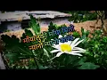 Lagu “Mayalu ko maya mitho” || lyrics ~Nepali song