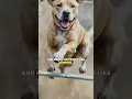 Facts about pit-lab mix dogs