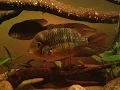 Aequidens metae Yellow acara Akara zolta