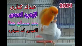 عندك ذكر كناري لا يغرد اسمعه هذا التغريد وشاهد بنفسك دندنها