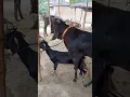 Download Lagu Beautiful Time Of Goat।animal lover #shorts jun27 season 3f