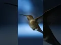 Download Lagu Een kolibrie filmen met 600 fps op de Freefly Ember 🎥🤩 #wildlifefotografie #vogelspotten #wildlife
