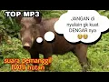 Download Lagu Suara pemanggil BABI HUTAN d jamin datang