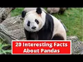 20 Interesting Facts About Pandas Global Facts