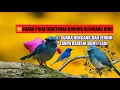 Download Lagu Suara pikat burung selendang biru