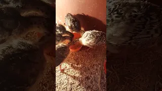 أسرار نجاح تربية الرومي البلدي 