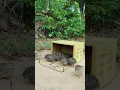 #birds #animaltrap #batara #birdcontrol #changeyourmindsetchangeyourlife #birdtrap #satisfying