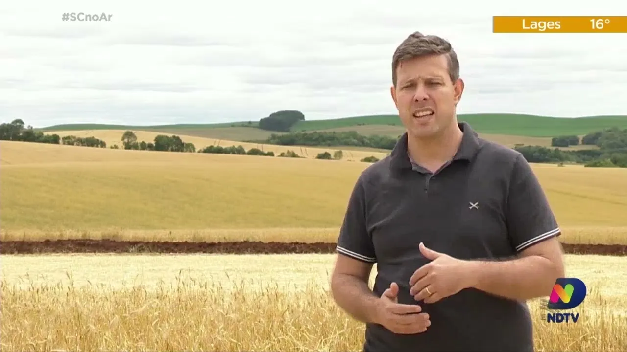 Área plantada de trigo cresce 77% em 2021 e colheita deve ser o dobro do ano passado