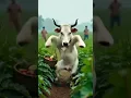 Funny cow dance #cow #funny