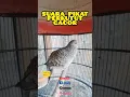 Download Lagu perkutut lokal alam manggung gacor pikat masteran suara burung #perkutut #gacor #masteran #pikat