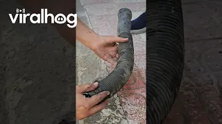 Kitty Trapped Under Hood of Car Inside a Tube || ViralHog