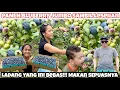 Download Lagu PANEN BLUBERRY PERDANA PETIK HANYA YANG JUMBO SAJA BUAHNYA LEBAT SAMPE MENJUNTAI MAKAN SEPUASNYA