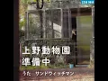 上野動物園準備中 (フルバージョン) [Eテレ 0655/2355]