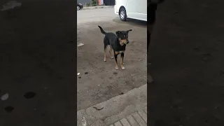 كلب بلدي علي روت وايلر 