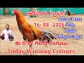 16 August 2026 Today Winning Colours kukkuta sastram colour update