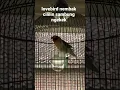 Download Lagu lovebird nembak cililin