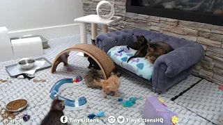 Colby gets a tackle bath - TinyKittens com
