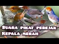 Download Lagu SUARA PIKAT BURUNG PRENJAK RIBUT!!! @MP3suarapikatburung