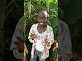Download Lagu 50K Tenge Tenge 🤣😃 tange tange comedy tiktok | #tenge #viral #trending #shorts #youtubeshorts