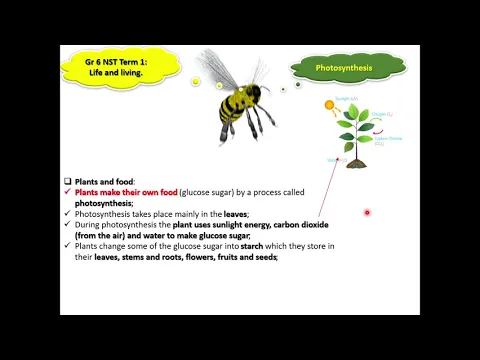 Download MP3 Grade 6 Natural Sciences and Technology Term 1 PowerPoint lesson