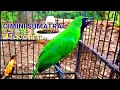 Download Lagu CUCAK IJO MINI SUMATRA GACOR...suara nembak... cocok untuk pancingan