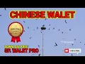 Download Suara Panggil Walet Chinese Pro, Suara Panggil Sedot Walet Muda !!!