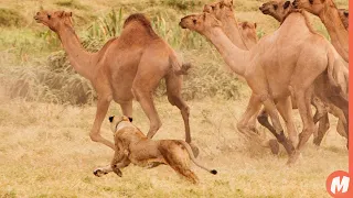 عندما يهجم الاسد على الجمل دندنها