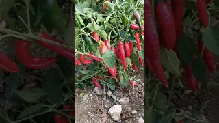 Супер урожай #перец #дача #огород #урожай #армения #ереван #garden #заготовки #консервація