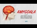 Download Lagu Amygdala - Short Film