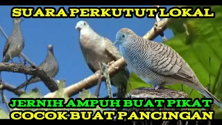 suara perkutut dialam liar jenih