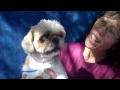 A5037941 Janie Pekingese Shih Tzu