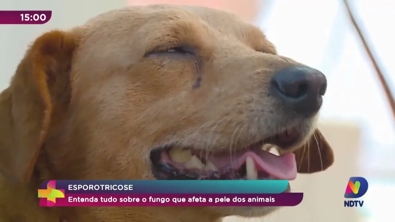 Esporotricose: entenda tudo sobre o fungo que afeta a pele dos animais