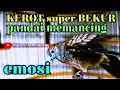 Download Lagu Suara perkutut lokal gacor NGEROT super bekur paling pintar💯 membuat perkutut lain bunyi emosi
