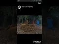 Download Lagu viral manusia harimau tik tok 2021