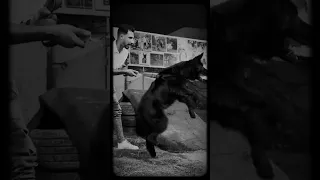 شعبولا بقا بيطير وراجع بيته 