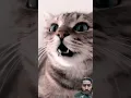 Download Lagu Mau Mau // billi // billi ki awaaz #cat #funny #sound #billi #billi #voice billi voice
