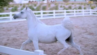 بيت العرب المربط الرسمي للجواد العربي بدولة الكويت دندنها