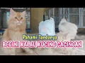 Download Lagu CIRI CIRI KUCING CACINGAN Bisa Dilihat Dari Cara Berikut ini