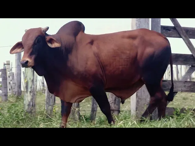 Touro Sindi RAJT - 2447