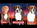 Pitbull Boxer Mix Bullboxer Breed Information Puppy Costs More